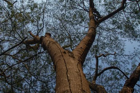 Tree with trunk opening in two seen from below with green leaves in the blu.. Stock Photos