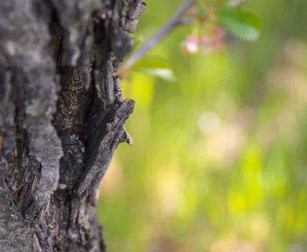 Tree trunk over with green grass blurred in background Stock Photos