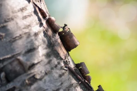 Tree trunk over with green grass blurred in background Stock Photos