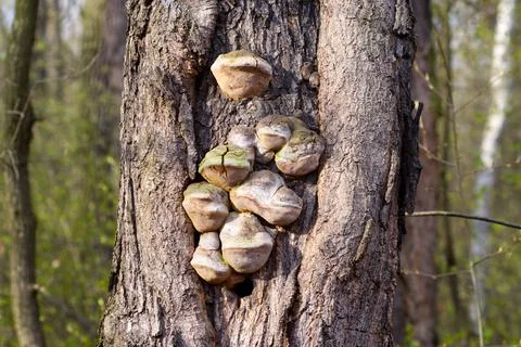 Tree trunk overgrown with fungus, Tree bark Stock Photos