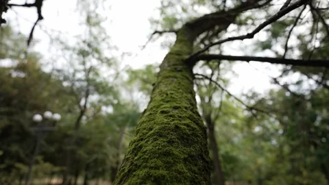 A tree trunk overgrown with green moss.  Stock Footage 284462271