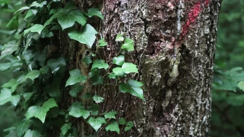 Tree trunk overgrown with ivy Stock Footage 141883023