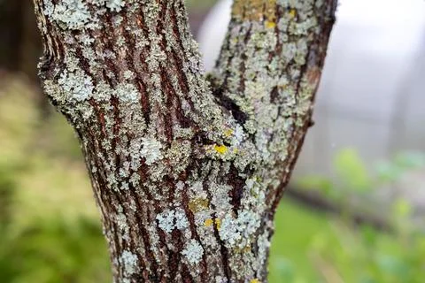 Tree trunk overgrown with lichen. Stock Photos