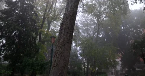 Tree trunk overgrown with many tangled vines in empty Papadopoli park in an i Stock Footage 150206598