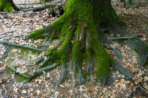 Tree trunk overgrown with moss 写真素材