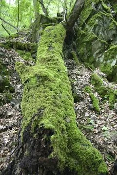 Tree trunk overgrown with moss Foto stock