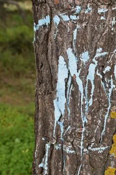 Tree trunk paint splash Stock-Fotos