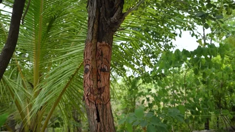 Tree Trunk with Painted Face in Piplantri Village, Rajasthan Video stock 313239020