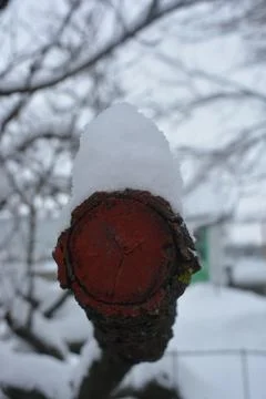 Tree trunk painted in red paint with a snowy lump on it, winter, bright weather Stock Photos