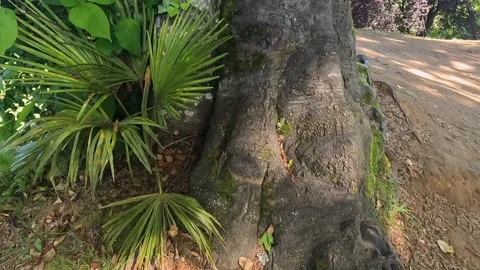 Tree trunk panning in close-up at Batumi Botanical Garden Stock Footage 338426021