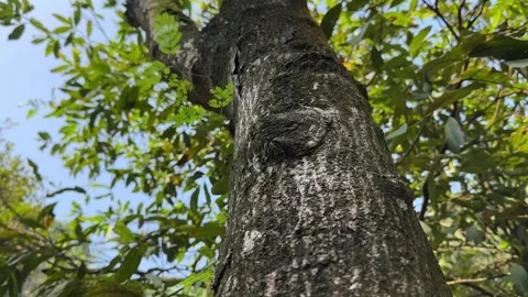 Tree Trunk Panning Down, Lush Green Leaves, Low Angle Vertical Shot Stock Footage 325646080