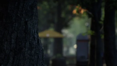 Tree trunk in a park with blurred background of a yellow umbrella Vídeo Stock 343577119