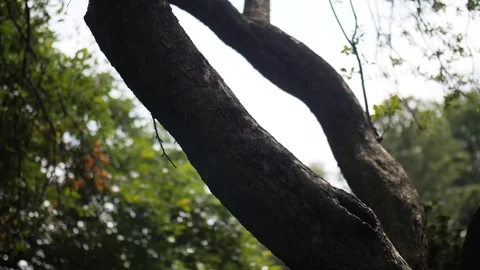 Tree Trunk in a park Stock Footage 90796821