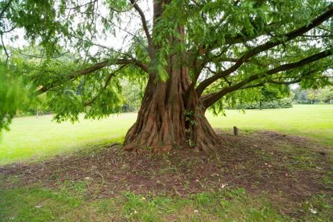 Tree trunk in a park Stock Photos