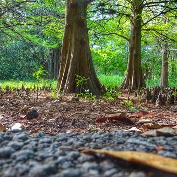 Tree trunk in a park Stock Photos
