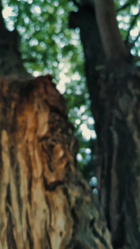 Tree trunk, park, summer, nature Stock Footage 312004925