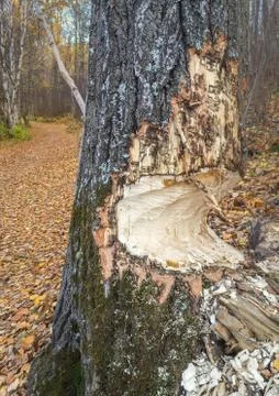 Tree trunk partially chewed through by beavers, Alberta, Canada. Foto stock