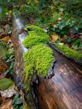 Tree trunk partly covered with moss. Stock Photos