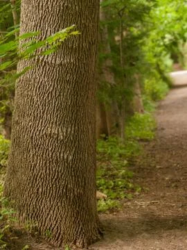 Tree Trunk on Path Stock Photos