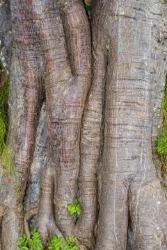 Tree trunk - pattern / background Stock Photos