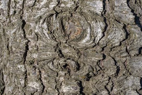A tree trunk with a pattern of lines and grooves Stock-Fotos