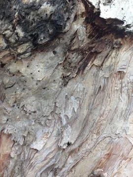 Tree trunk with peeling bark and rough texture Stock Photos