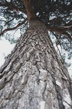 Tree trunk perspective view from below Stock Photos
