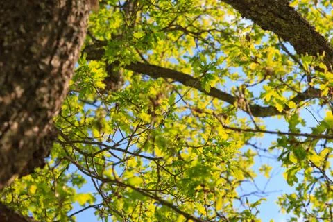 Tree trunk Stock Photos