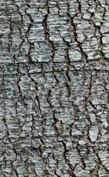 Tree trunk Fotos de archivo