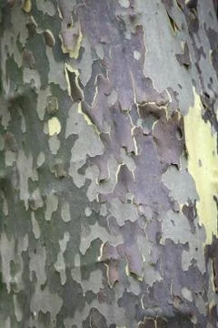 Tree trunk Stock Photos