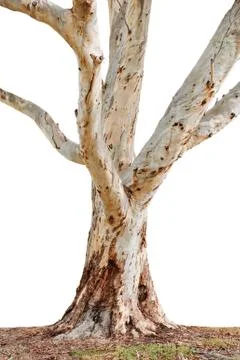 Tree trunk Stock Photos