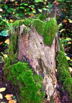 Tree trunk Stock-Fotos