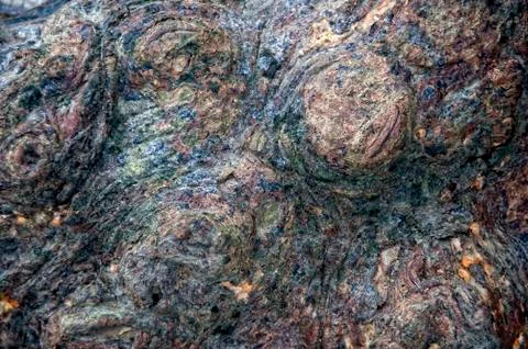 Tree trunk Foto stock