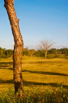 Tree trunk Stock Photos