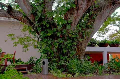 Tree trunk Stock Photos