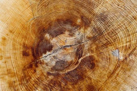 Tree trunk Stock Photos