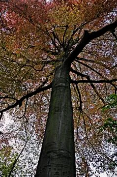 Tree Trunk Stock-Fotos