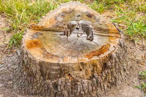 Tree trunk Foto stock