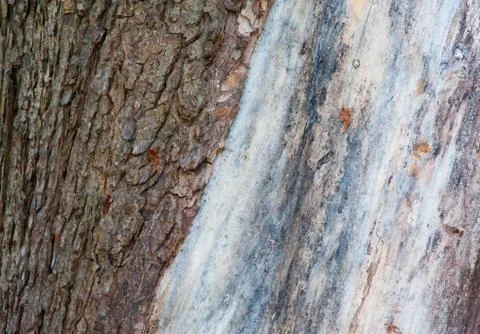 Tree trunk Stock Photos