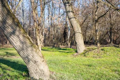Tree trunk Stock Photos