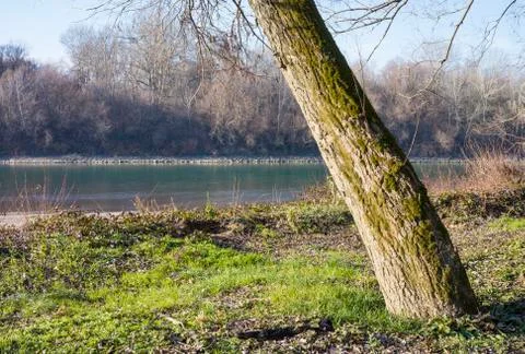 Tree trunk Stock Photos
