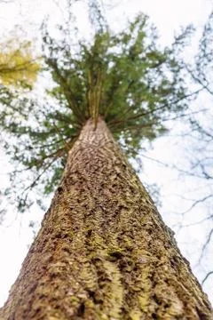 Tree trunk. 스톡 사진
