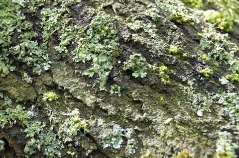 Tree trunk Stock Photos