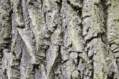 Tree trunk Stock Photos