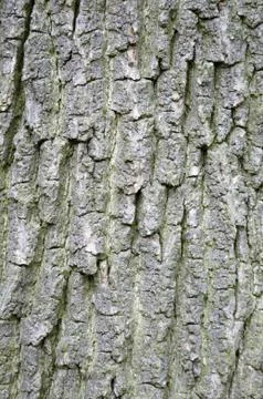 Tree trunk Stock Photos