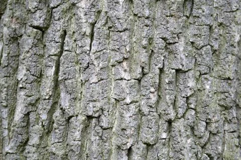 Tree trunk Stock Photos