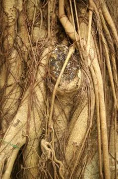 Tree trunk Stock Photos