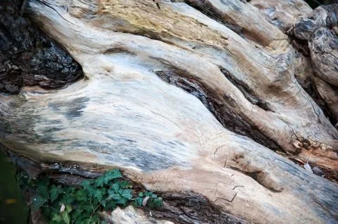 Tree trunk Stock Photos