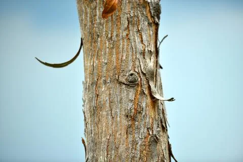 Tree trunk Stock-Fotos