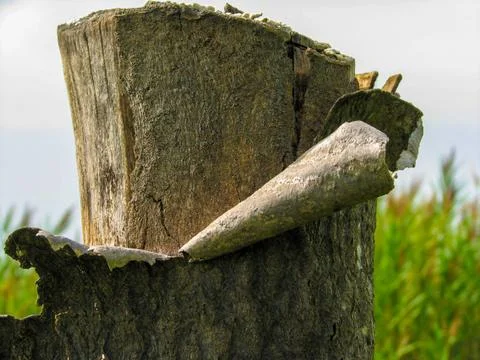 Tree trunk Stock Photos